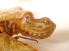 biwahagoromo